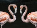 764 - FLAMINGO LOVE - PEREIRA DANIEL - luxembourg